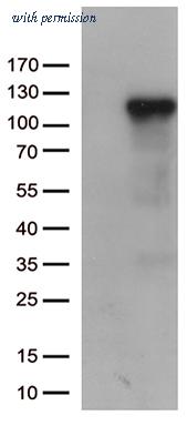 OriGene CF812711 image 1