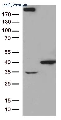OriGene CF812725 image 1