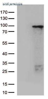 OriGene CF812738 image 1
