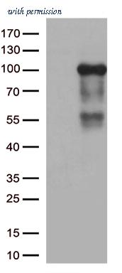 OriGene CF812739 image 1