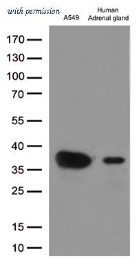 OriGene CF812750 image 1