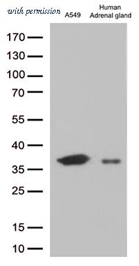 OriGene CF812751 image 1