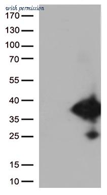 OriGene CF812755 image 1