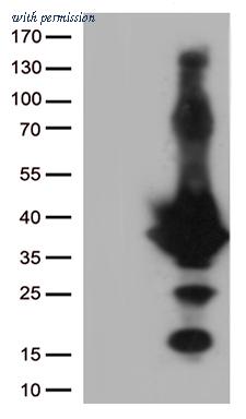OriGene CF812758 image 1