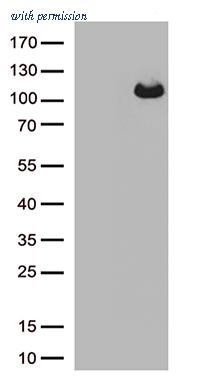 OriGene CF812763 image 1