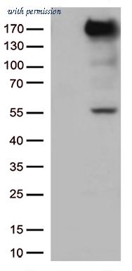 OriGene CF812775 image 1