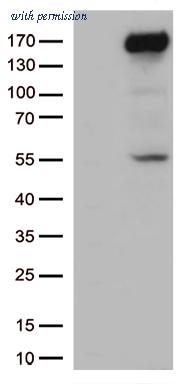 OriGene CF812777 image 1