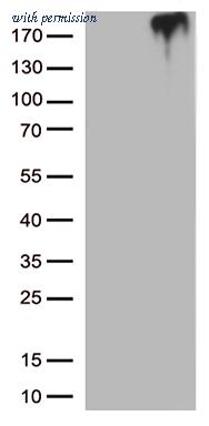 OriGene CF812779 image 1