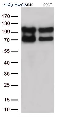 OriGene CF812796 image 1