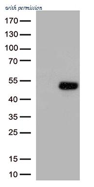 OriGene CF812802 image 1