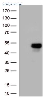 OriGene CF812805 image 1