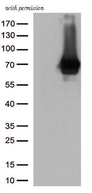 OriGene CF812821 image 1