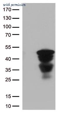 OriGene CF812847 image 1