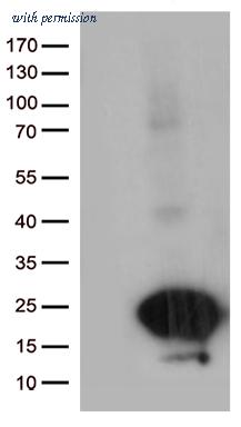 OriGene CF812873 image 1
