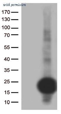 OriGene CF812874 image 1