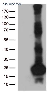 OriGene CF812878 image 1