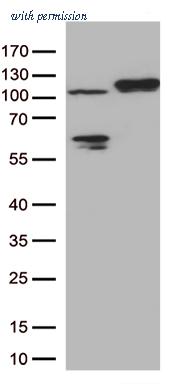 OriGene CF812893 image 1
