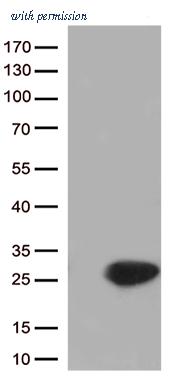 OriGene CF812909 image 1