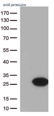 OriGene CF812911 image 1