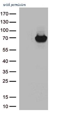 OriGene CF812949 image 1