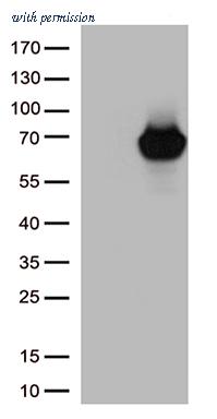 OriGene CF812951 image 1