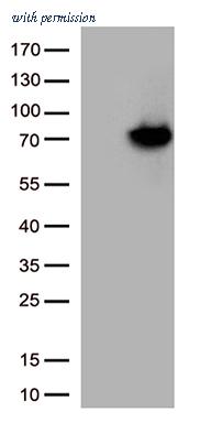OriGene CF812952 image 1