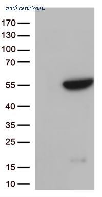 OriGene CF812969 image 1