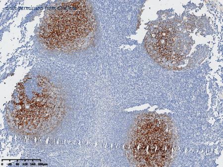 OriGene CF812978 image 1