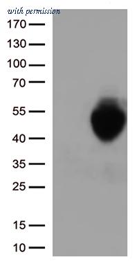 OriGene CF812996 image 1