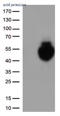 OriGene CF812997 image 1
