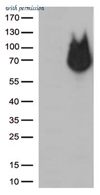 OriGene CF813008 image 1