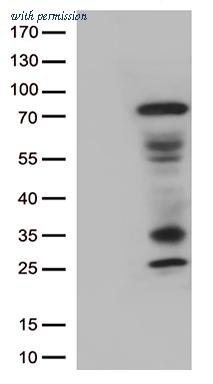 OriGene CF813024 image 1