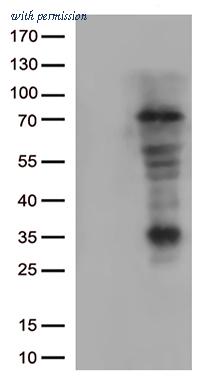 OriGene CF813025 image 1