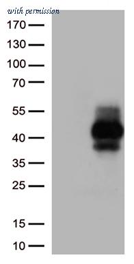 OriGene CF813031 image 1