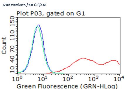 OriGene CF813032 image 1