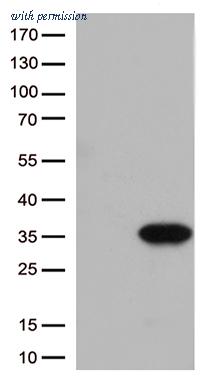 OriGene CF813057 image 1