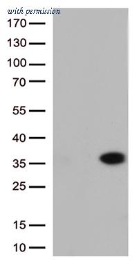 OriGene CF813058 image 1