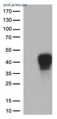 OriGene CF813072 image 1