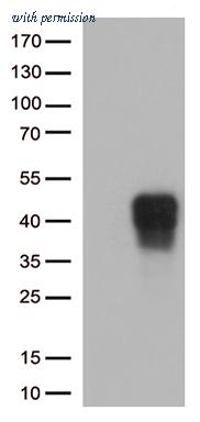 OriGene CF813073 image 1