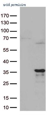 OriGene CF813135 image 1
