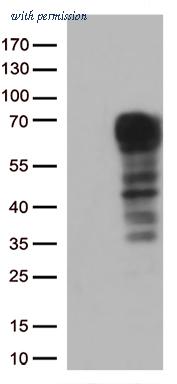 OriGene CF813141 image 1