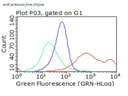 OriGene CF813204 image 1