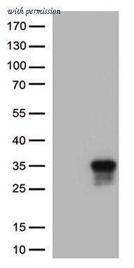 OriGene CF813213 image 1