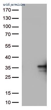 OriGene CF813220 image 1