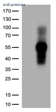 OriGene CF813243 image 1