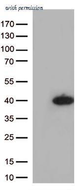 OriGene CF813251 image 1