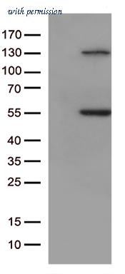 OriGene CF813292 image 1