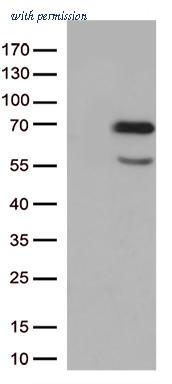 OriGene CF813294 image 1