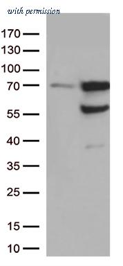 OriGene CF813295 image 1