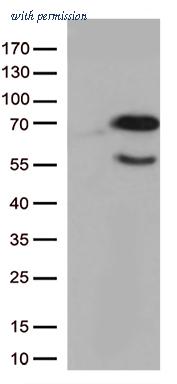 OriGene CF813296 image 1